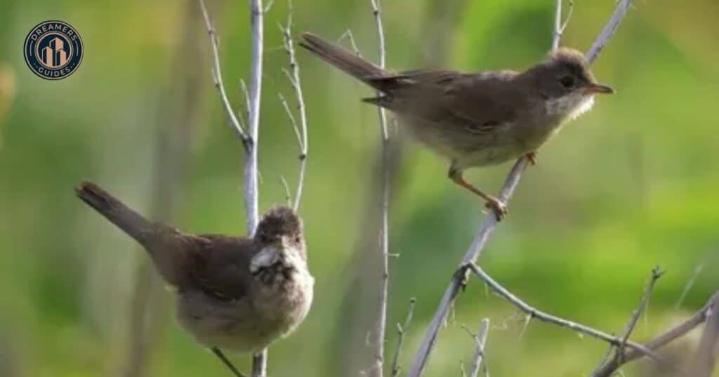 Phoebe Bird Spiritual Meaning and Symbolism