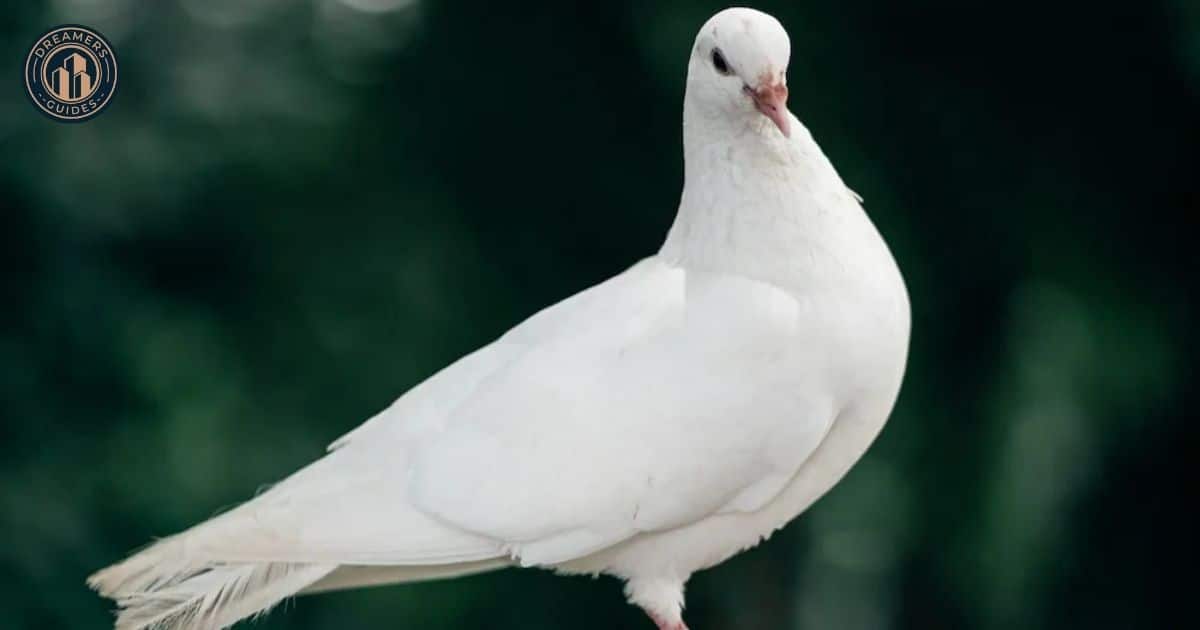 what does it mean when a bird flies in your house