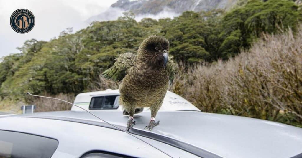 Spiritual Meanings When Different Type of Birds Flying In Front Of Your Car While Driving