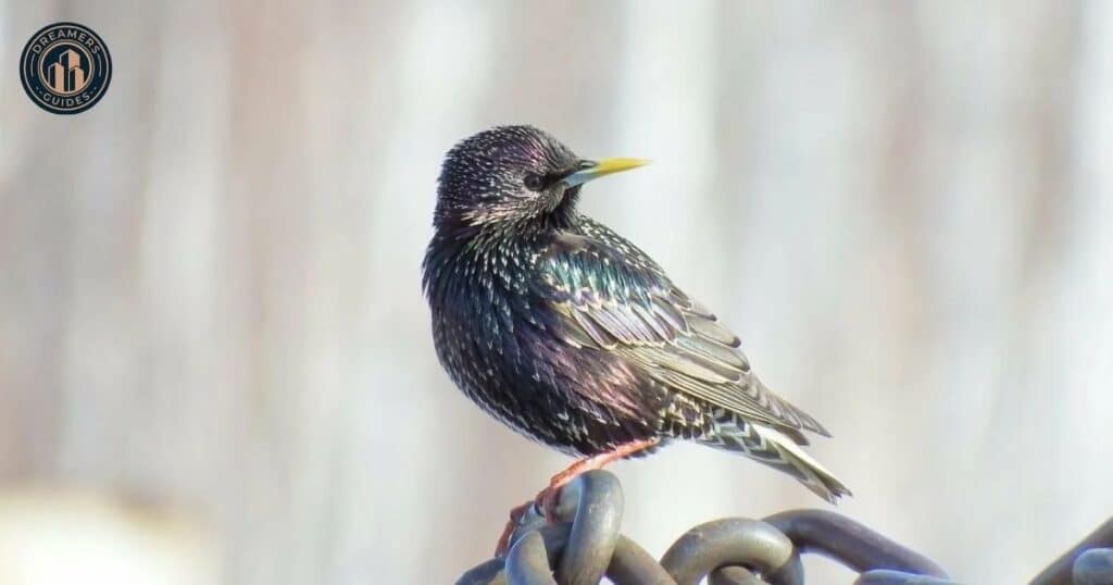 Spiritual Meanings of A Bird Flying Into Your House