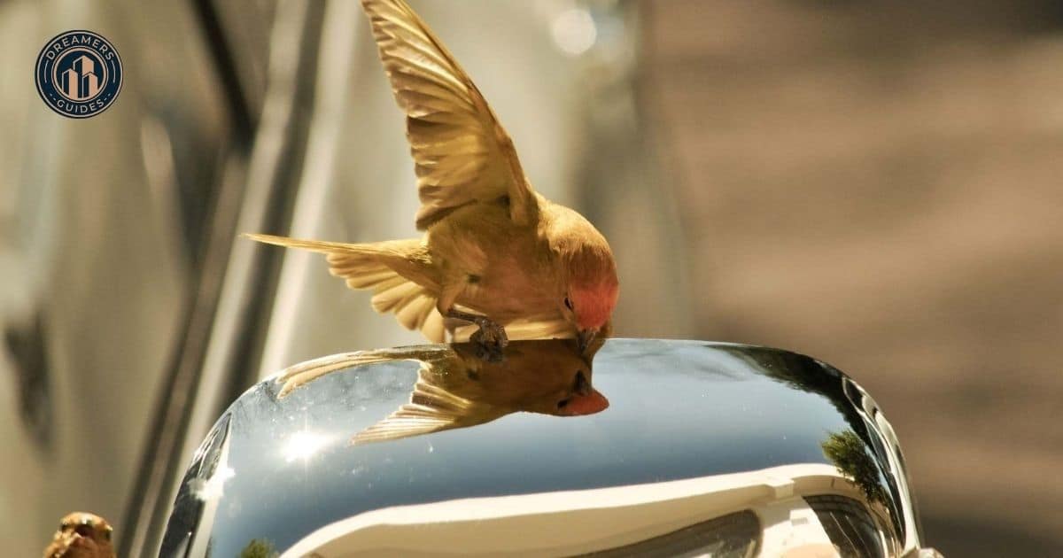 Spiritual Meanings of Birds Flying In Front Of Your Car While Driving (1)