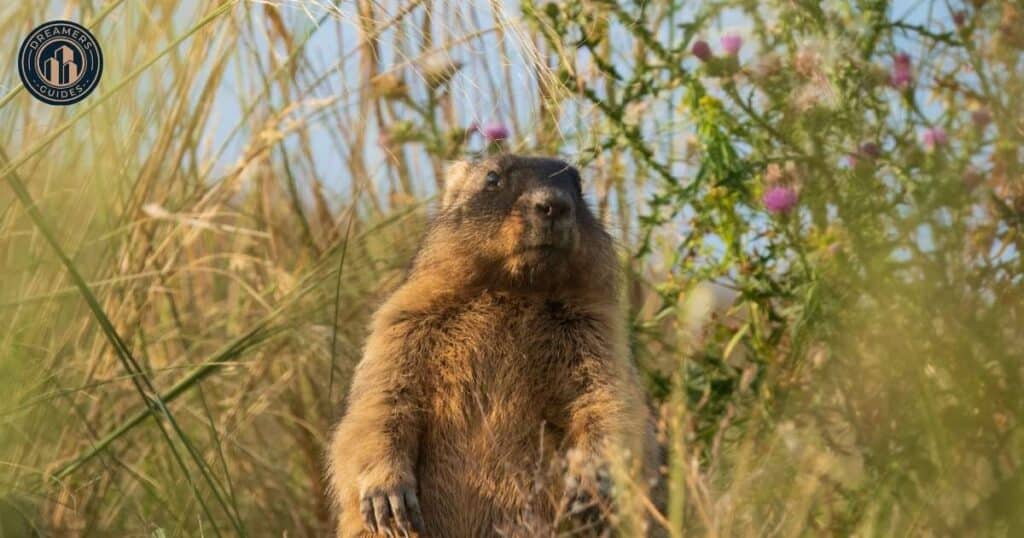 Spiritual Meanings of Groundhog