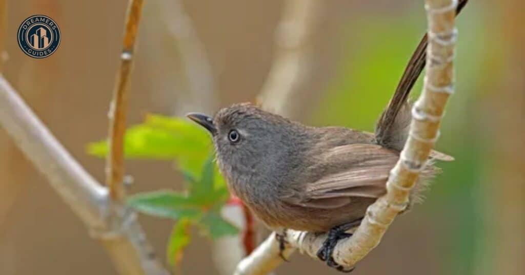 Spiritual Meanings of Phoebe Birds