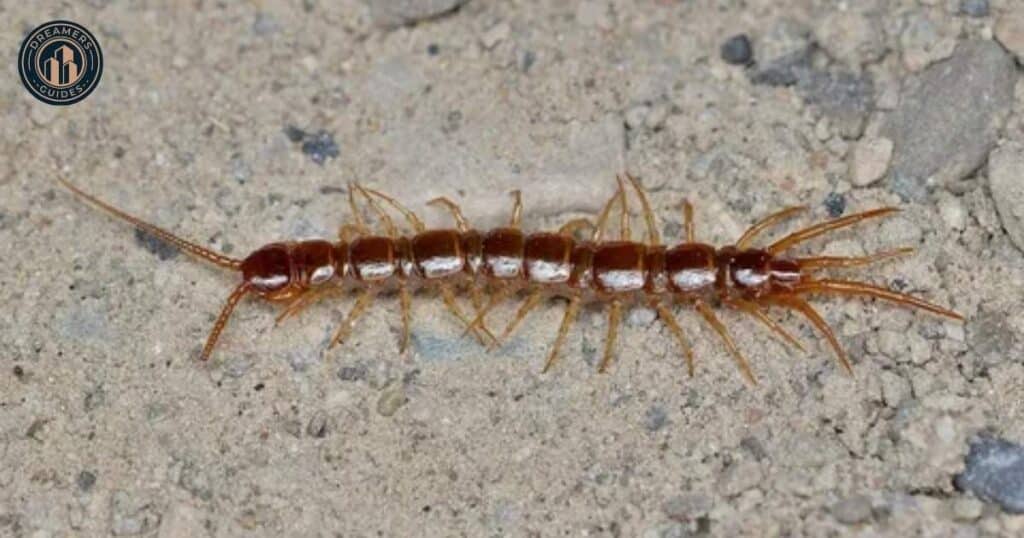 Spiritual Meanings of Seeing a Centipede