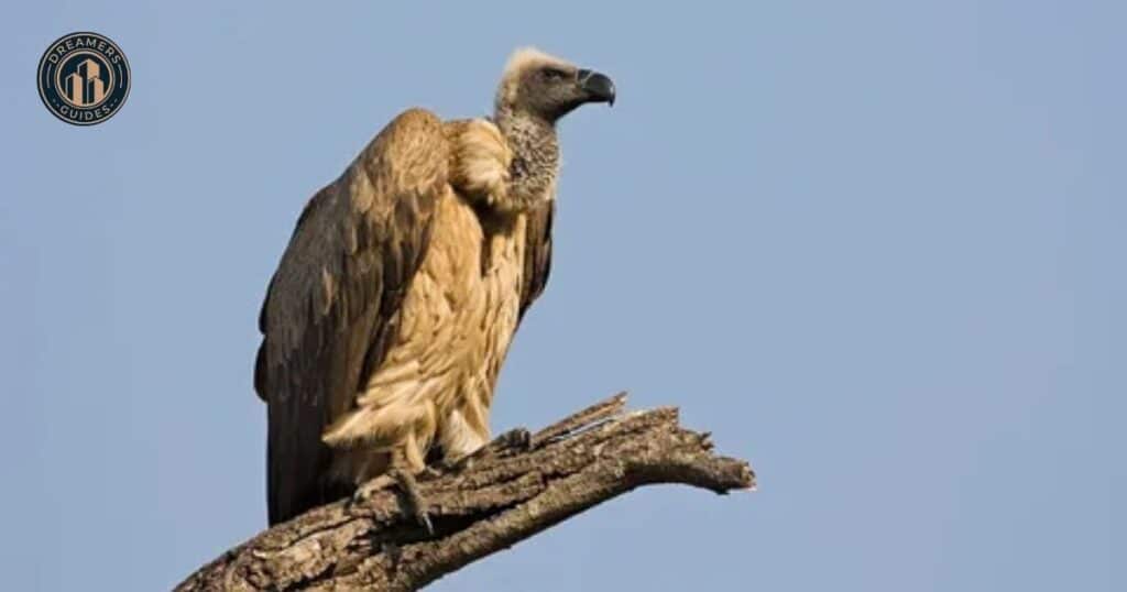 Spiritual Meanings of Vultures Messengers of Death or Transformation