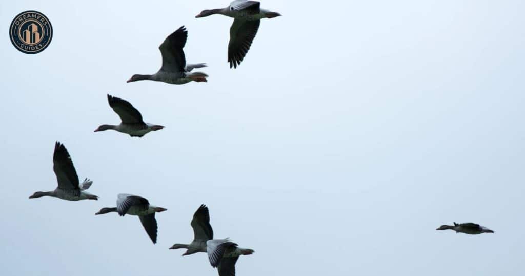 Symbolism And Spiritual Meanings Of Birds Flying In Circles