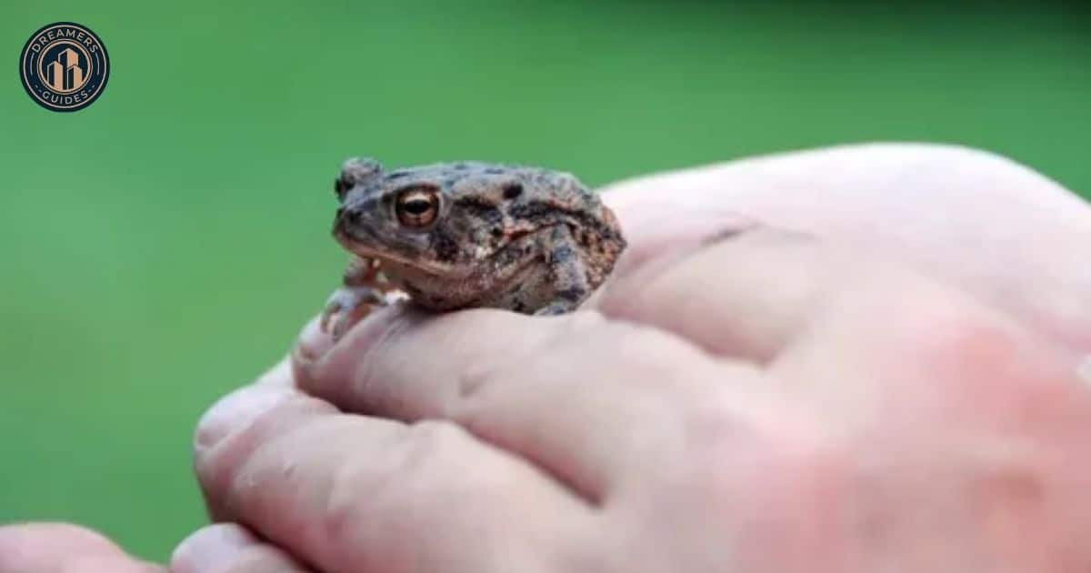 Toad Totem, Spirit, and Power Animal