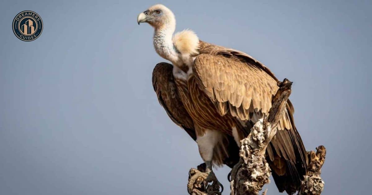 Vultures Spiritual Meanings