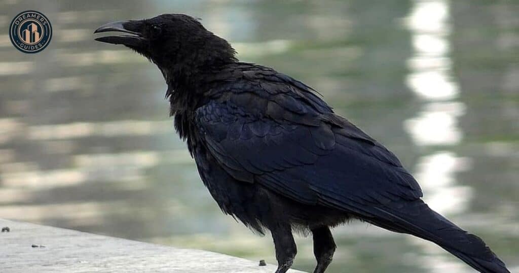 What Is the Spiritual Meaning of a Raven