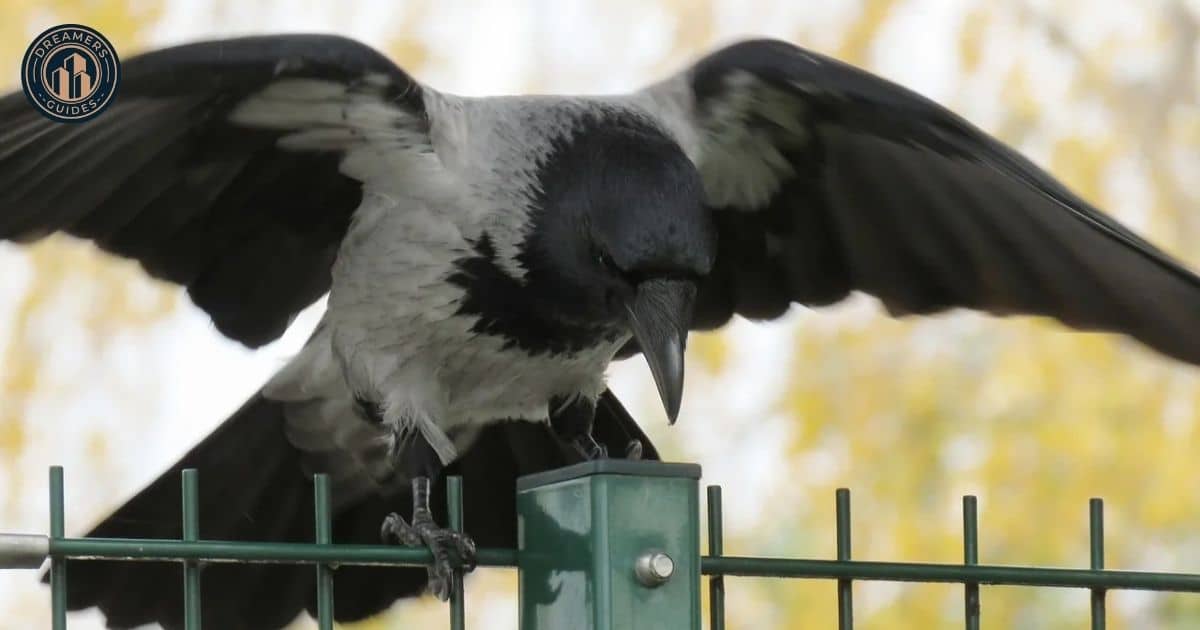 What does it mean when a crow keeps tapping on the window trying to get in