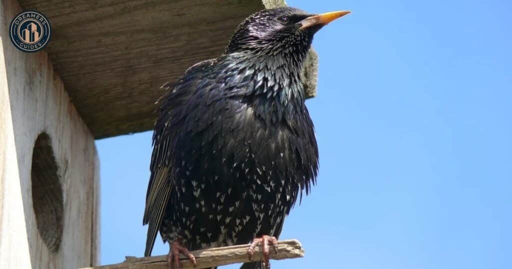 What if a bird flies into the side of your house