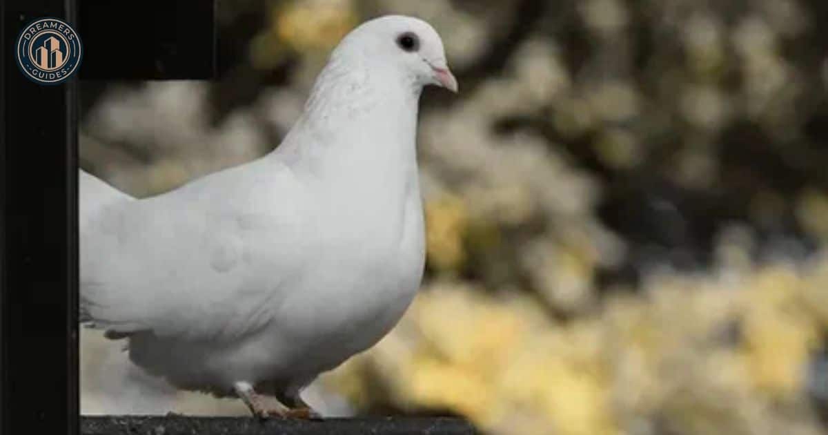 White Pigeon Totem, Spirit, and Power Animal