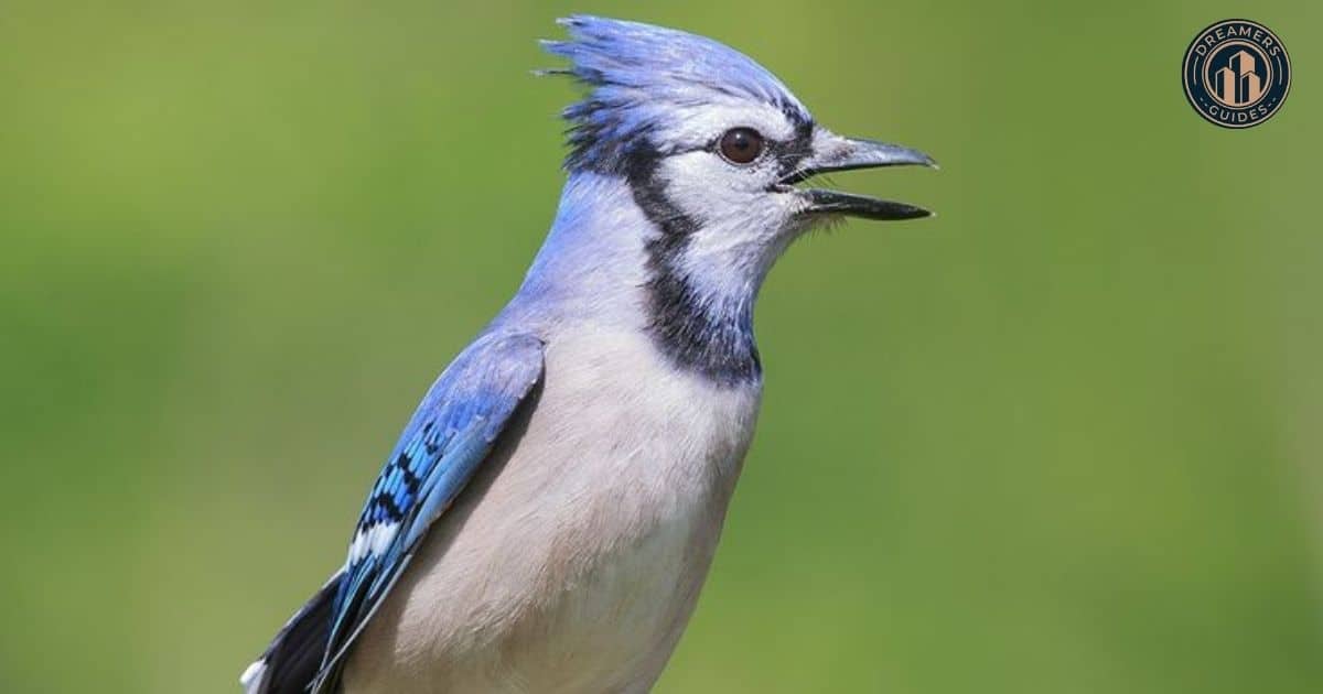 Blue Jay Dream Interpretation