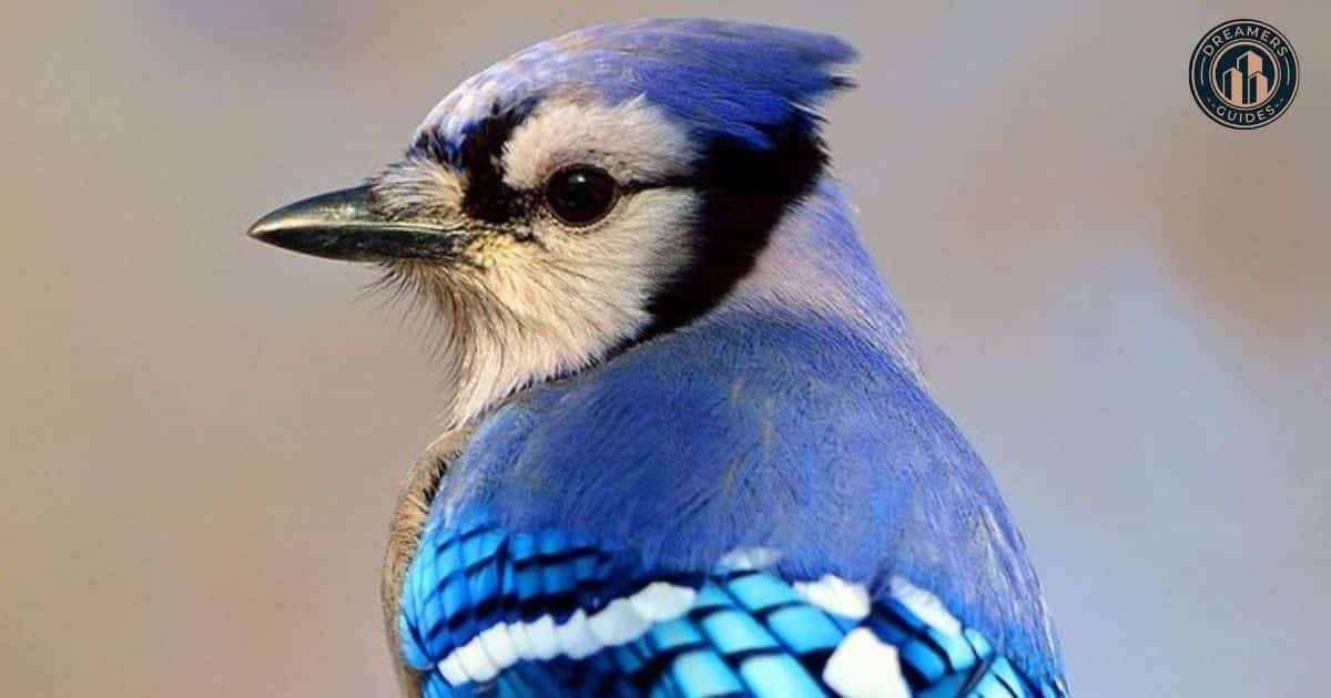 Blue Jay Spiritual Meaning