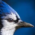 Blue Jay Spiritual Meaning