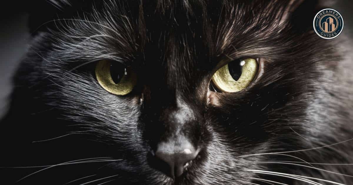 Close-up of a black cat with glowing green eyes in the shadows, highlighting the black cat spiritual meaning of hidden wisdom and mystery.