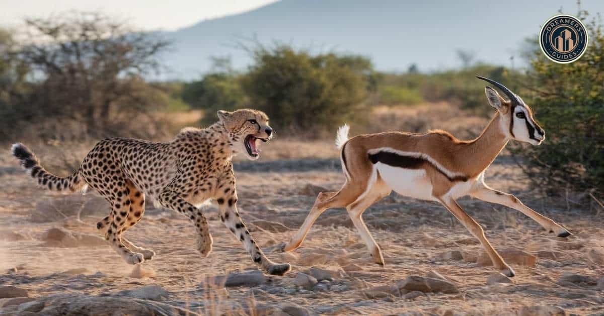 Seeing cheetah in dream is good or bad: Cheetah in a chase representing speed, focus, and life challenges in dream scenarios.