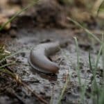 Slug on soil symbolizing groundedness and spiritual connection.