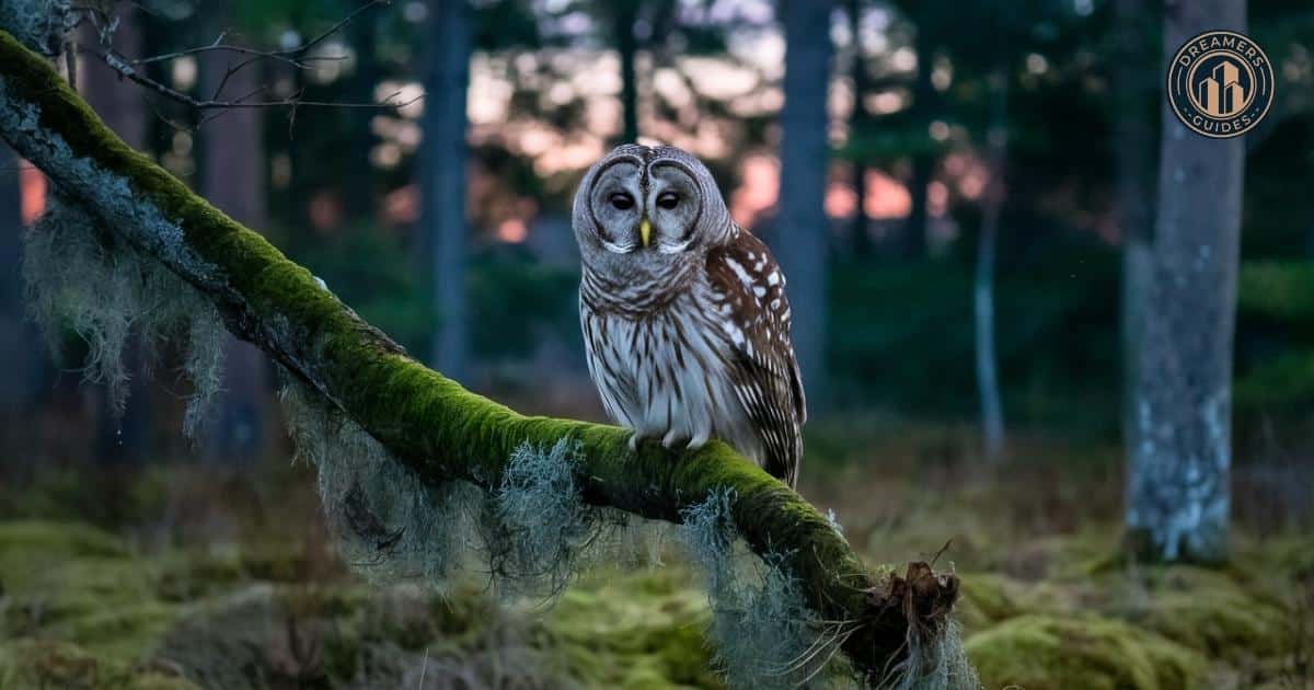 Barred owl perched on a wooden fence at twilight, symbolizing spiritual guidance and wisdom during repeated visits.