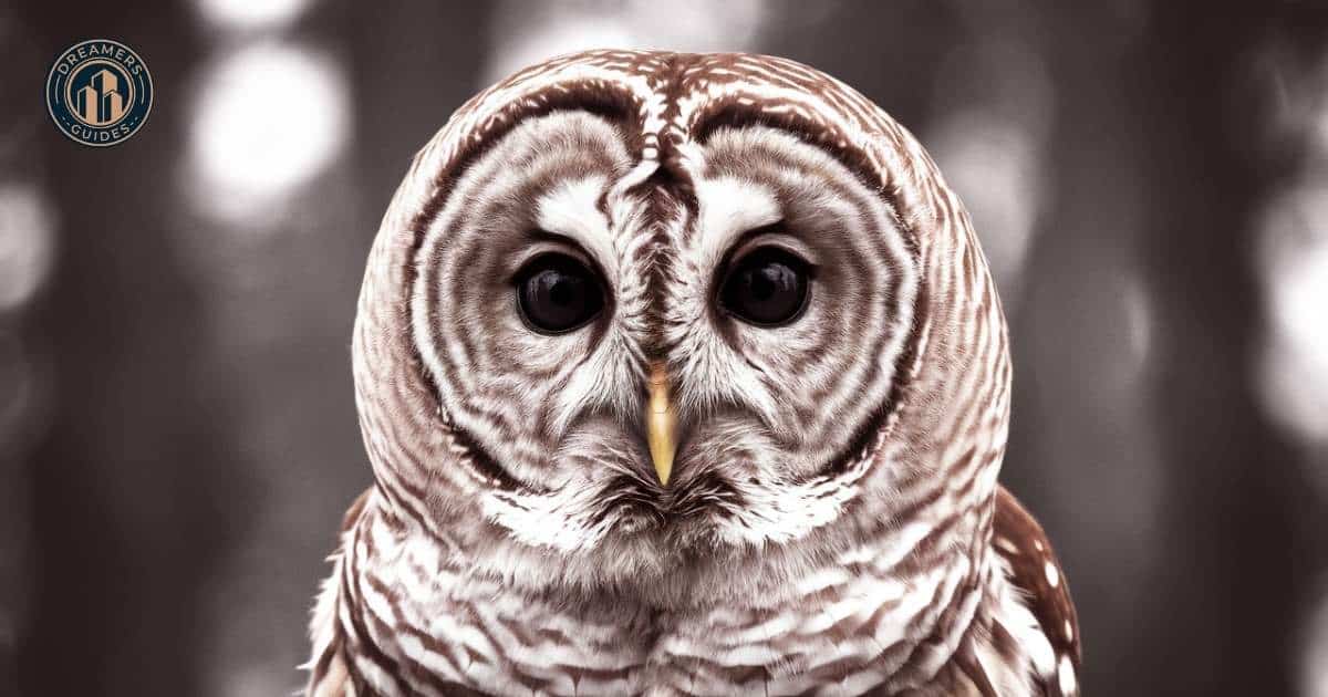 Close-up of barred owl eyes representing intuition and spiritual awareness.