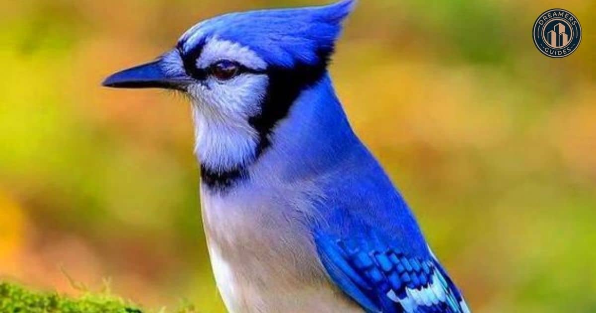 What to Do When You See a Blue Jay