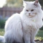 White cat in sunlight representing purity, spirituality, and divine symbolism.