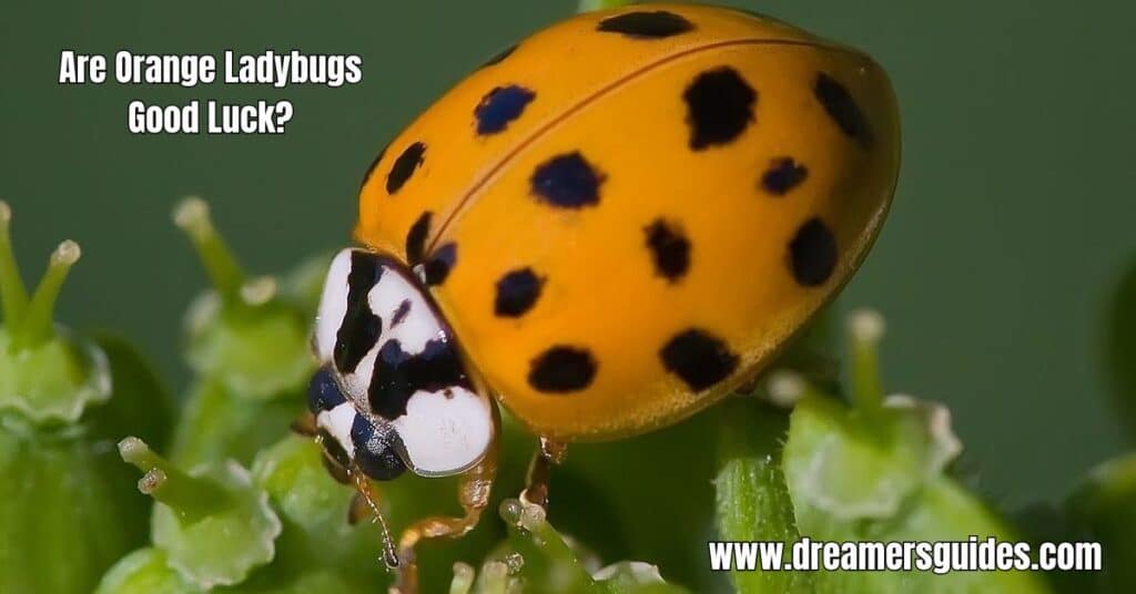 Are Orange Ladybugs Good Luck?