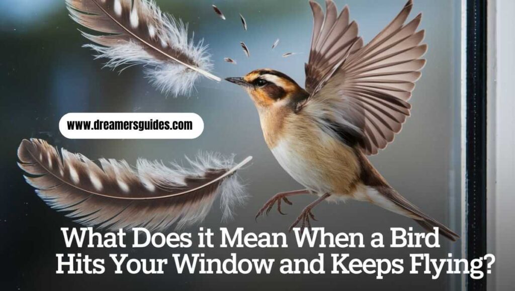 Bird Hits Your Window