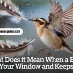 Bird Hits Your Window