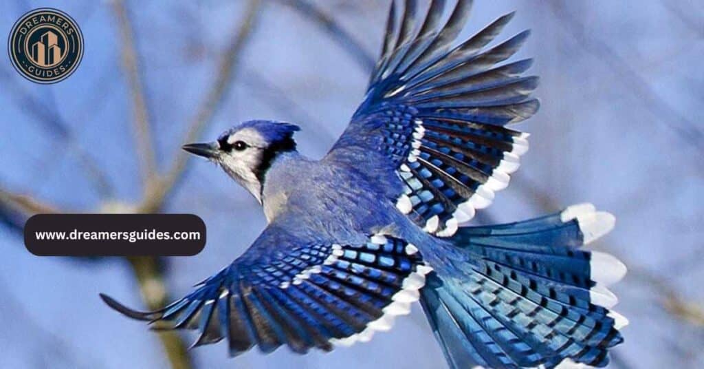 Blue Jay