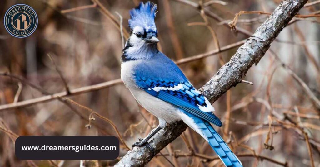 Bluejay Feathers