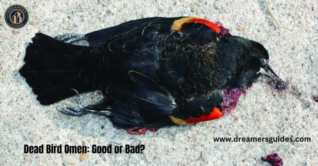 Dead Bird Omen: Good or Bad