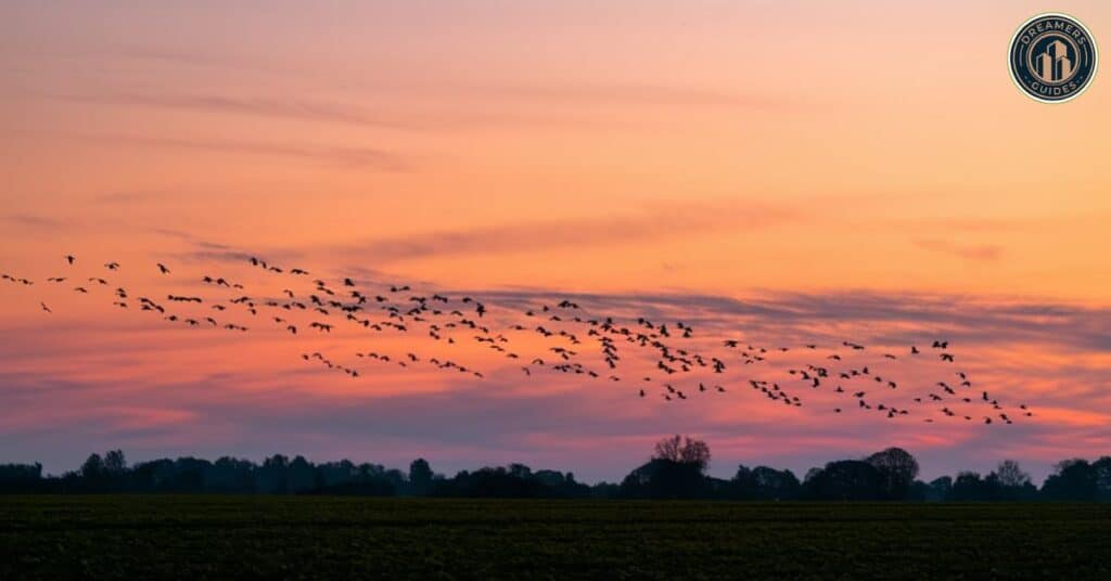 Flock of birds meaning – spiritual symbolism of birds flying together at sunset.