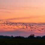 Flock of birds meaning – spiritual symbolism of birds flying together at sunset.