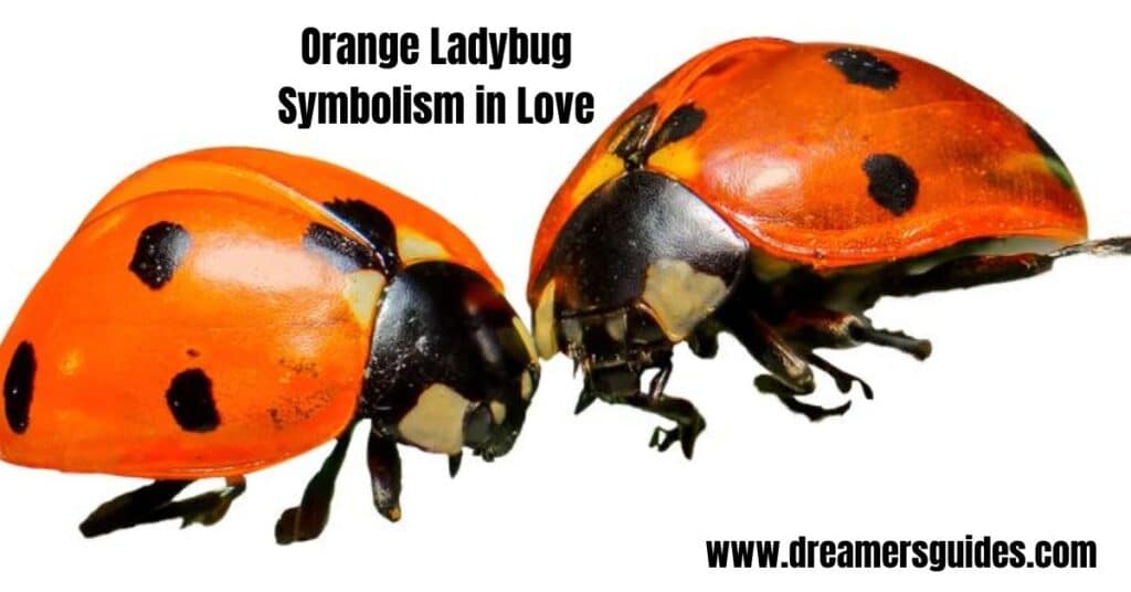 Orange Ladybug Symbolism in Love