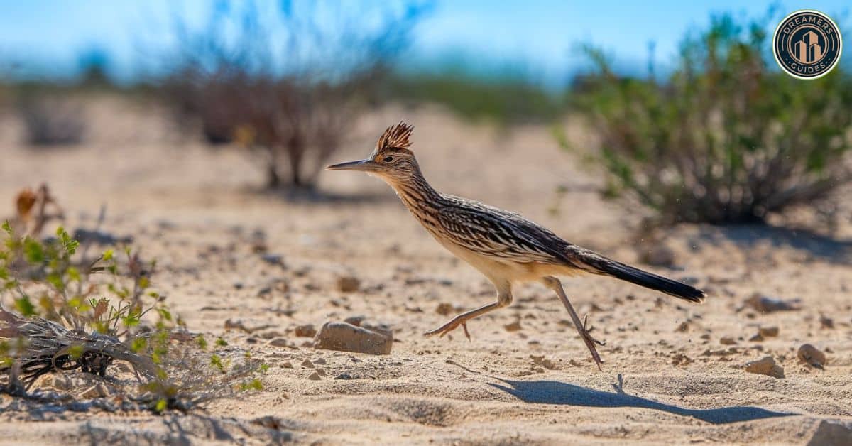 Roadrunner