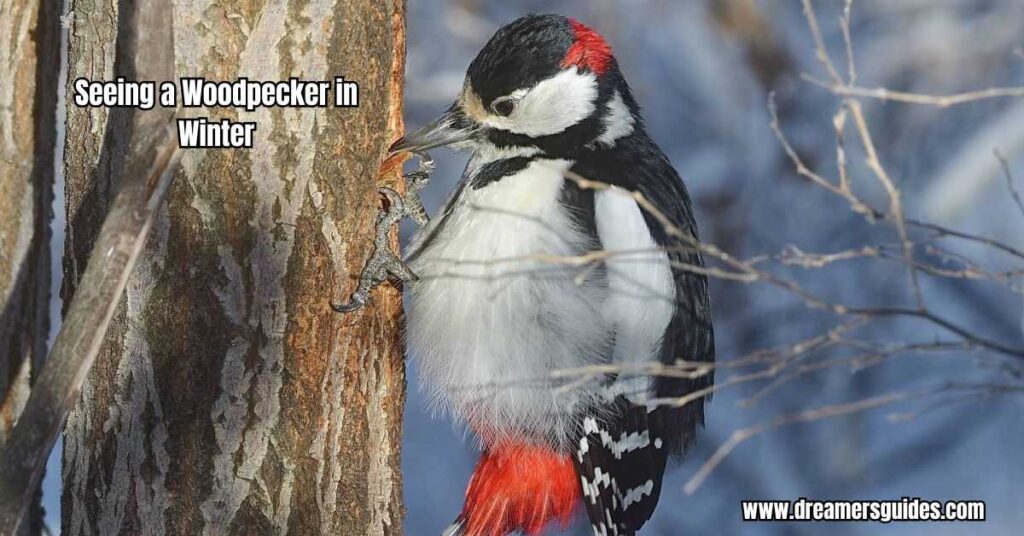 Seeing a Woodpecker in Winter