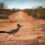 when a roadrunner crosses your path