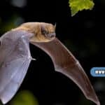 Bat Spiritual Meaning