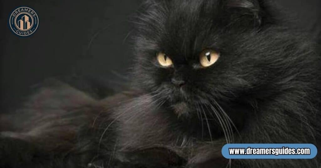 Black Cat Spiritual Meaning