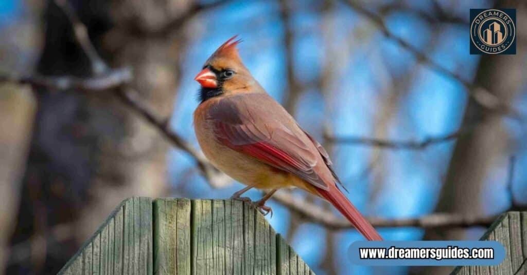 Brown female cardinal on a wooden fence, representing spiritual grounding and inner wisdom.