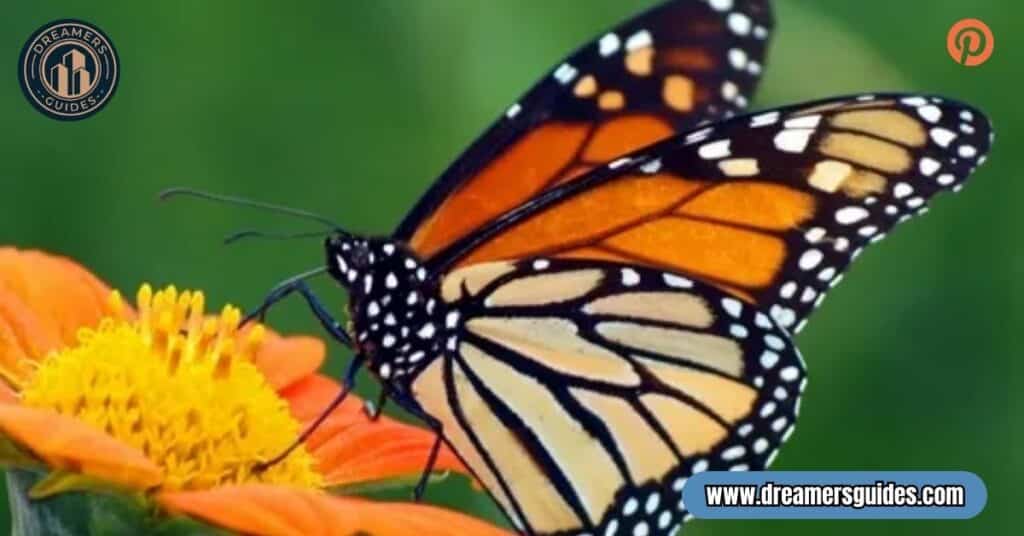 butterfly symbolism