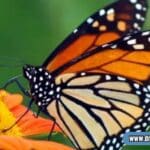 butterfly symbolism