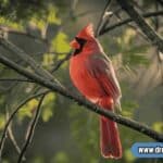 2 red cardinals on a tree branch, symbolizing spiritual transformation and divine messages.