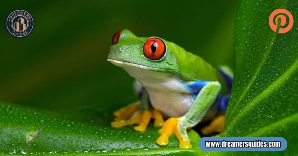 frog spiritual meaning