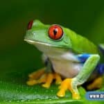frog spiritual meaning
