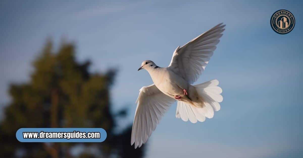 Mourning dove in flight – symbol of transformation, spiritual messages, and divine guidance.