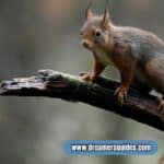 squirrel spiritual meaning