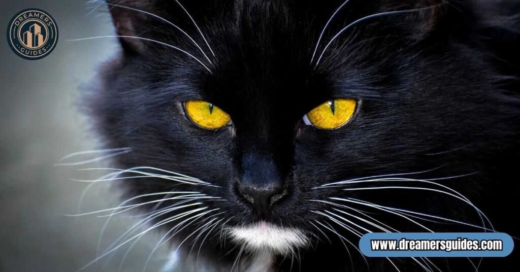 What Does It Mean When You See a Black Cat